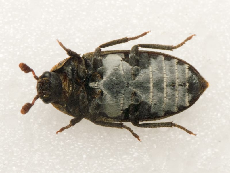 Dermestes undulatus Brahm, 1790